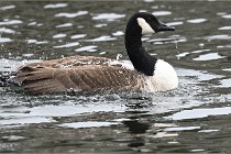 D500 Chanteraine 22-02-23 0315  Photos ACG 2021