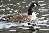 D500 Chanteraine 22-02-23 0317  Photos ACG 2021