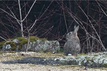 D500 Chanteraine 22-02-23 0321  Photos ACG 2021