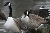 D500 Chanteraine 22-02-23 0334  Photos ACG 2021