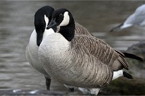 D500 Chanteraine 22-02-23 0340  Photos ACG 2021