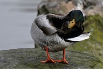 D500 Chanteraine 22-02-23 0343  Photos ACG 2021