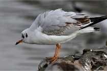 D500 Chanteraine 22-02-23 0345  Photos ACG 2021