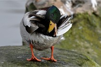 D500 Chanteraine 22-02-23 0348  Photos ACG 2021