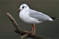 D500 Chanteraine 22-02-23 0349  Photos ACG 2021