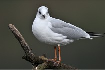 D500 Chanteraine 22-02-23 0351  Photos ACG 2021