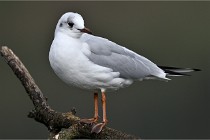 D500 Chanteraine 22-02-23 0353  Photos ACG 2021