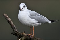 D500 Chanteraine 22-02-23 0358  Photos ACG 2021