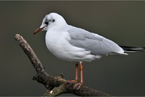 D500 Chanteraine 22-02-23 0360  Photos ACG 2021