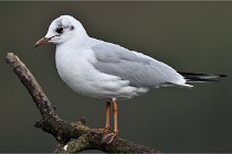 D500 Chanteraine 22-02-23 0362  Photos ACG 2021