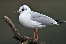 D500 Chanteraine 22-02-23 0370  Photos ACG 2021