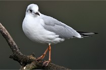 D500 Chanteraine 22-02-23 0386  Photos ACG 2021