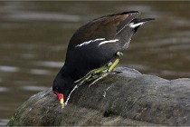 D500 Chanteraine 22-02-23 0387  Photos ACG 2021