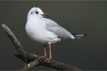 D500 Chanteraine 22-02-23 0396  Photos ACG 2021