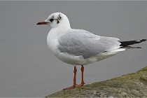 D500 Chanteraine 22-02-23 0437  Photos ACG 2021