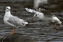 D500 Chanteraine 22-02-23 0465  Photos ACG 2021