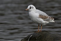 D500 Chanteraine 22-02-23 0468  Photos ACG 2021