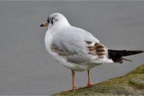 D500 Chanteraine 22-02-23 0471  Photos ACG 2021