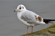 D500 Chanteraine 22-02-23 0475  Photos ACG 2021