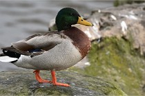 D500 Chanteraine 22-02-23 0486  Photos ACG 2021