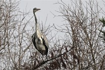 D500 Chanteraine 22-02-23 0488  Photos ACG 2021