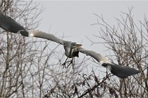 D500 Chanteraine 22-02-23 0490  Photos ACG 2021