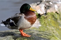 D500 Chanteraine 22-02-23 0516  Photos ACG 2021