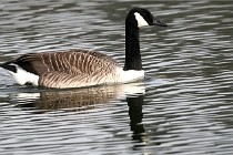 D500 Chanteraine 22-02-23 0533  Photos ACG 2021