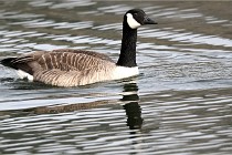 D500 Chanteraine 22-02-23 0540  Photos ACG 2021