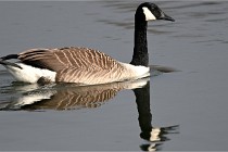 D500 Chanteraine 22-02-23 0544  Photos ACG 2021