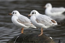 D500 Chanteraine 22-02-23 0560  Photos ACG 2021