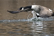 D500 Chanteraine 22-02-23 0579  Photos ACG 2021