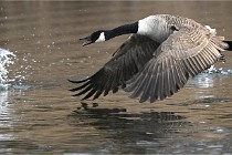 D500 Chanteraine 22-02-23 0580  Photos ACG 2021