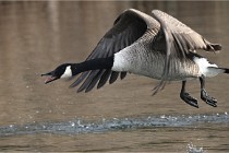 D500 Chanteraine 22-02-23 0581  Photos ACG 2021