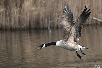 D500 Chanteraine 22-02-23 0582  Photos ACG 2021