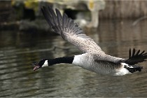 D500 Chanteraine 22-02-23 0583  Photos ACG 2021