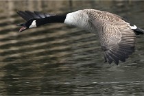 D500 Chanteraine 22-02-23 0584  Photos ACG 2021