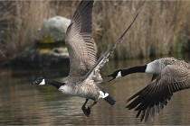 D500 Chanteraine 22-02-23 0585  Photos ACG 2021