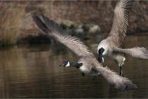 D500 Chanteraine 22-02-23 0586  Photos ACG 2021