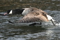 D500 Chanteraine 22-02-23 0608  Photos ACG 2021