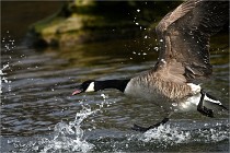 D500 Chanteraine 22-02-23 0614  Photos ACG 2021