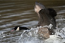 D500 Chanteraine 22-02-23 0616  Photos ACG 2021