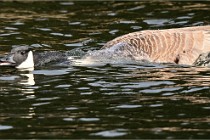 D500 Chanteraine 22-02-23 0621  Photos ACG 2021