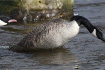 D500 Chanteraine 22-02-23 0645  Photos ACG 2021