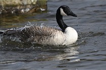 D500 Chanteraine 22-02-23 0647  Photos ACG 2021