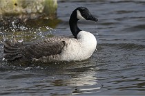 D500 Chanteraine 22-02-23 0649  Photos ACG 2021