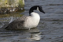 D500 Chanteraine 22-02-23 0650  Photos ACG 2021