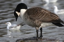 D500 Chanteraine 22-02-23 0685  Photos ACG 2021