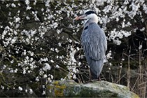 D500 Chanteraine 22-02-23 0722  Photos ACG 2021