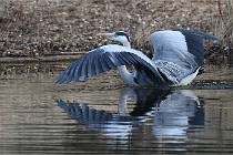 D500 Chanteraine 22-02-23 0729  Photos ACG 2021